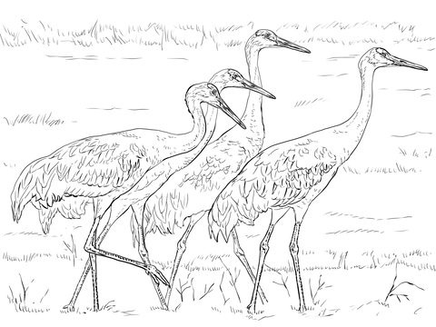 Four Sandhill Cranes Coloring Page